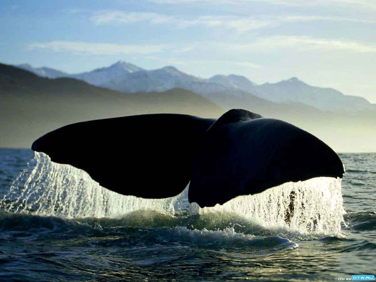 Salto de Baleia Jubarte em Arraial d'Ajuda.