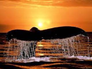 Salto de Baleia Jubarte em Arraial d'Ajuda.