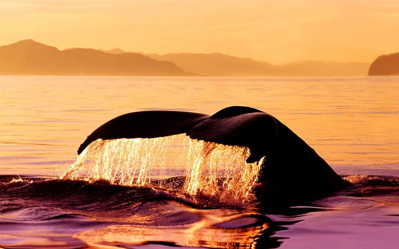 Salto de Baleia Jubarte em Arraial d'Ajuda.